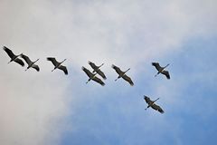 Kraniche unterwegs in Richtung Süden im Formationsflug