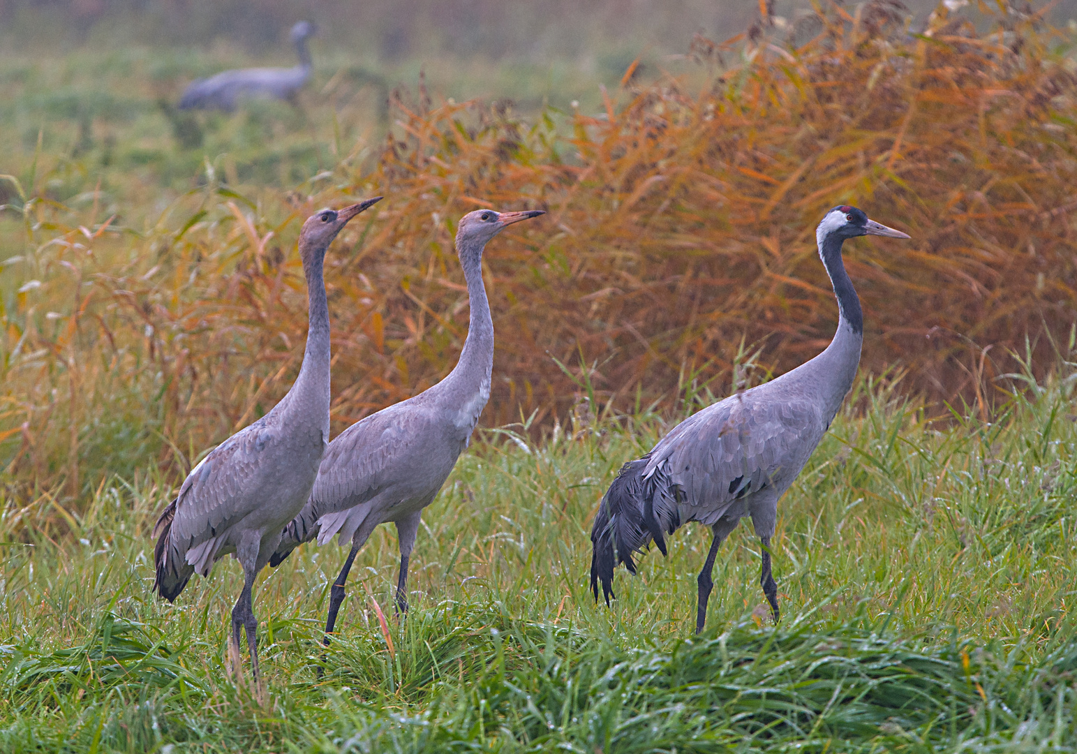 Kraniche Vögel des Glücks 1 Foto & Bild tiere, wildlife, wild