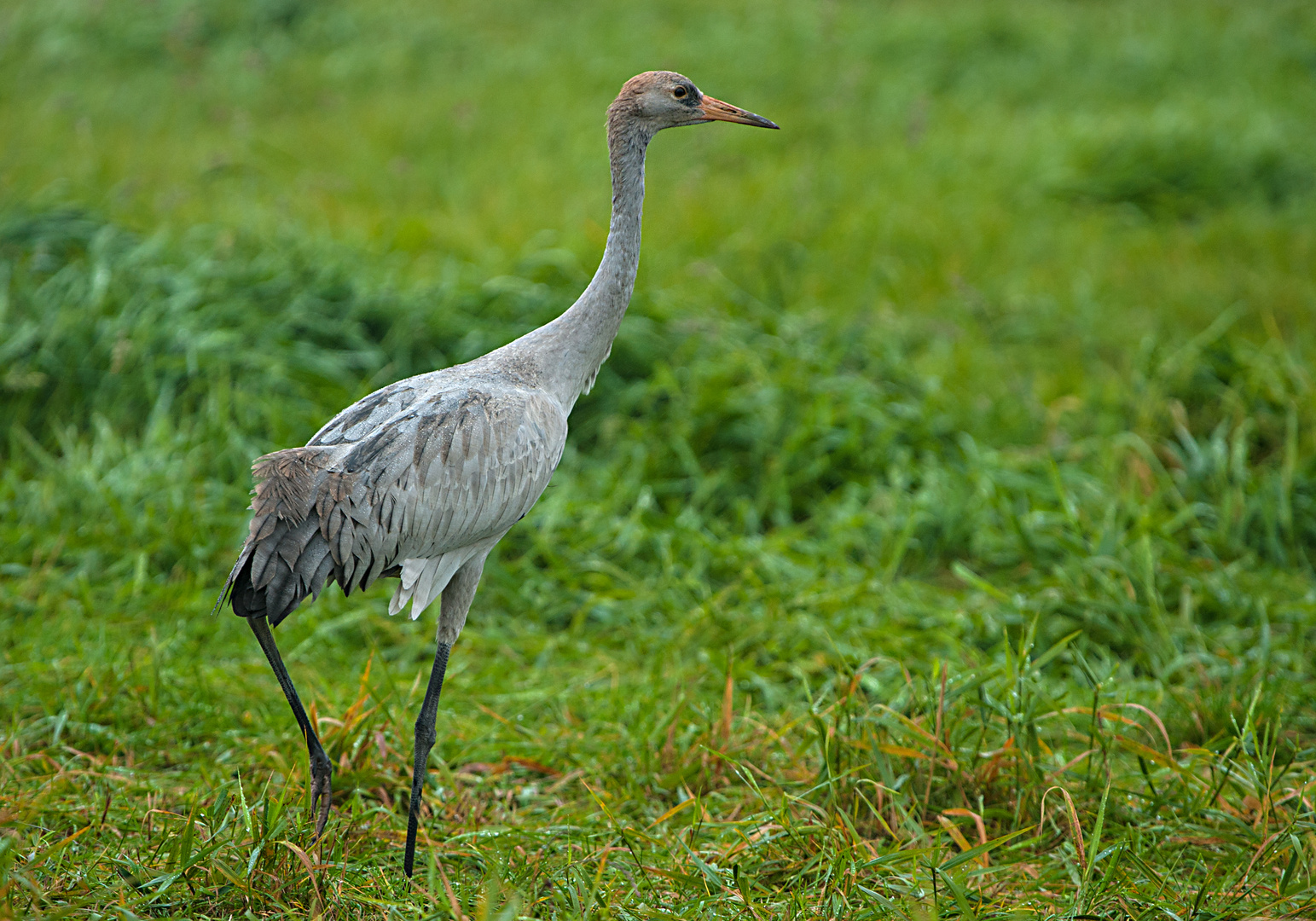 Kraniche - Vögel des Glücks 2