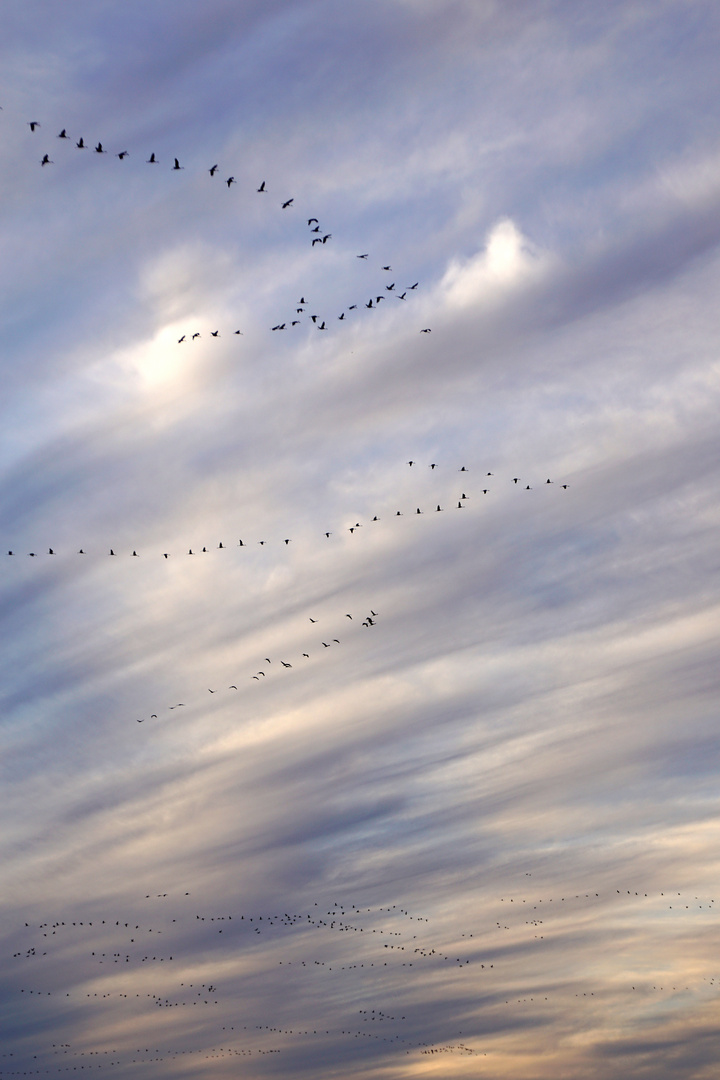 Kraniche vor Cirrostratus-Wolken 