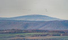 Kraniche vor dem Brocken