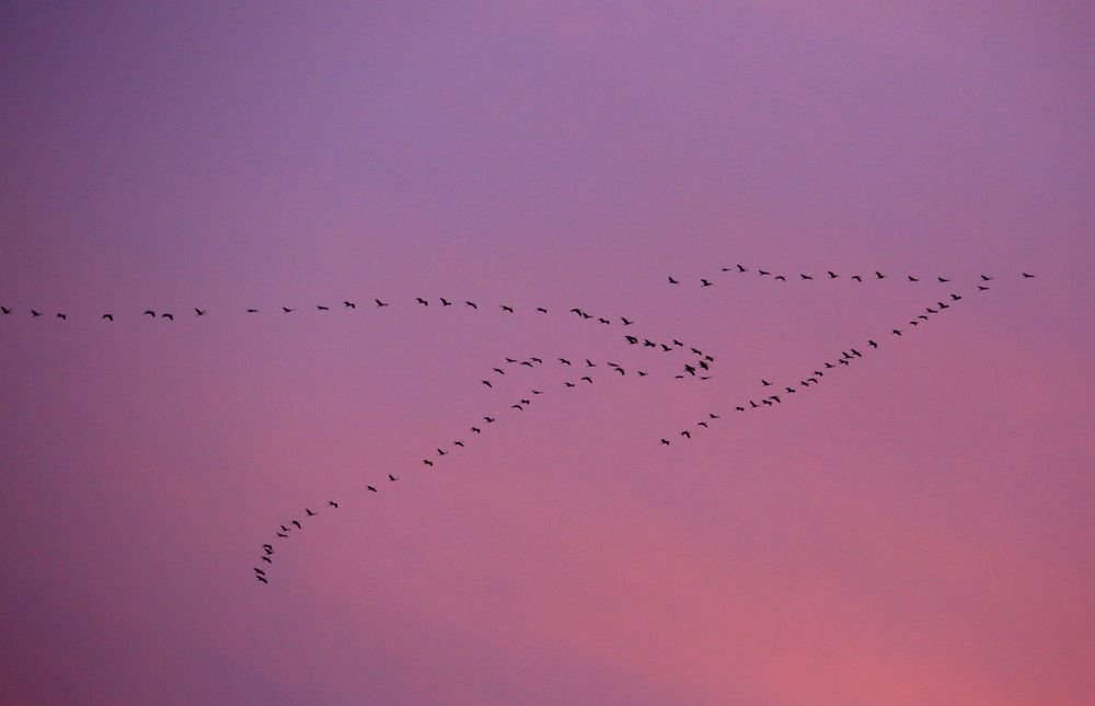 Kraniche vor dem Sonnenuntergang