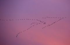 Kraniche vor dem Sonnenuntergang