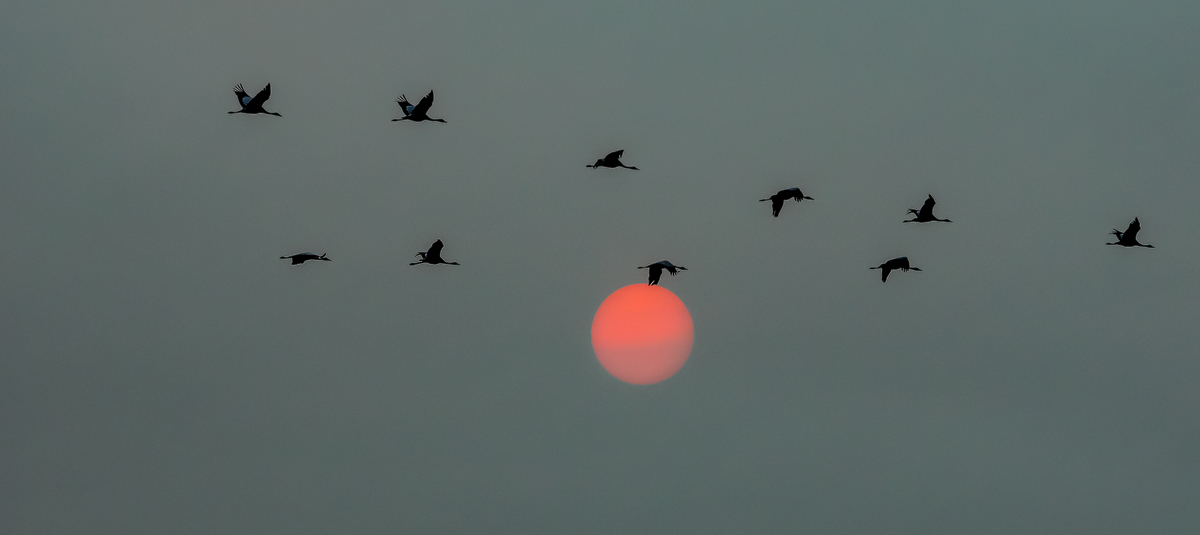 Kraniche vor der roten Sonne - und das in SH...