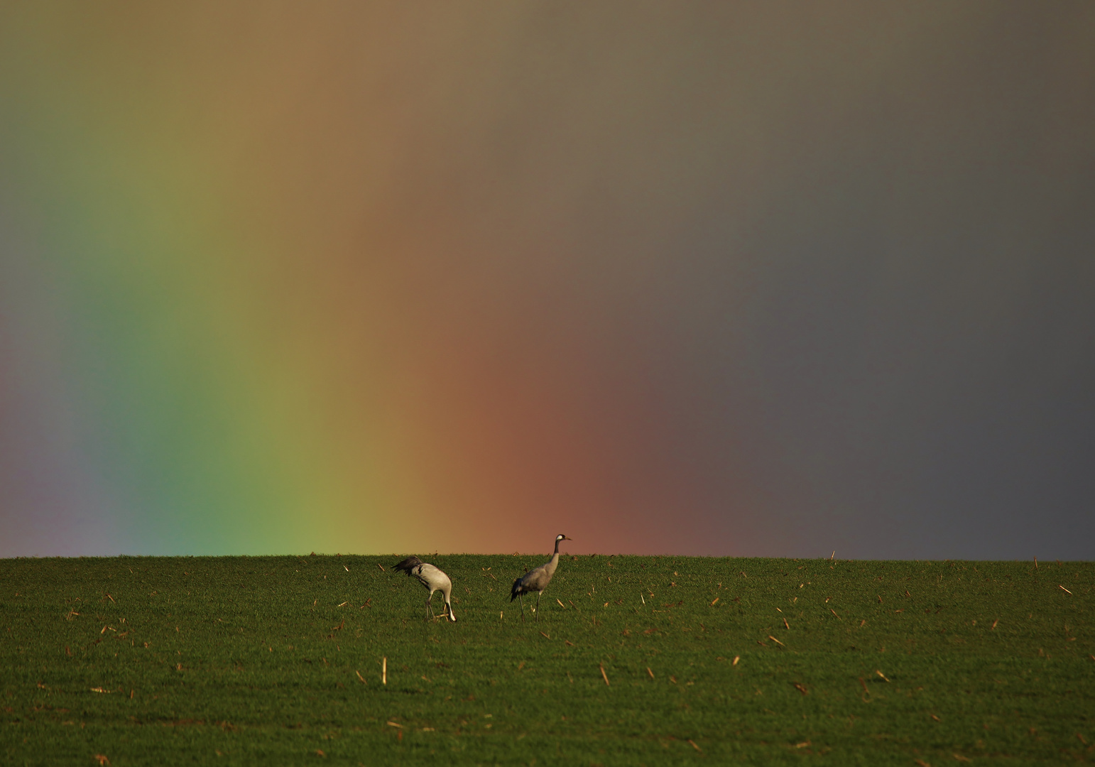 Kraniche vor einem Regenbogen