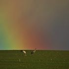 Kraniche vor einem Regenbogen