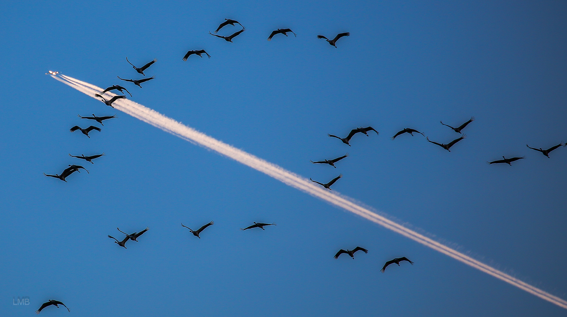 Kraniche vor Kranichflieger