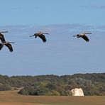 Kraniche vor Rügens Landschaft