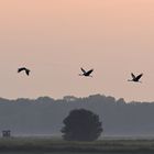 Kraniche: Wenn Bodennebel aufzieht und der Himmel rosa wird 02