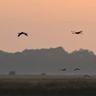 Kraniche: Wenn der Bodennebel aufzieht