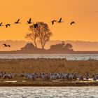 Kraniche zum Sonnenaufgang auf der Insel Kirr.