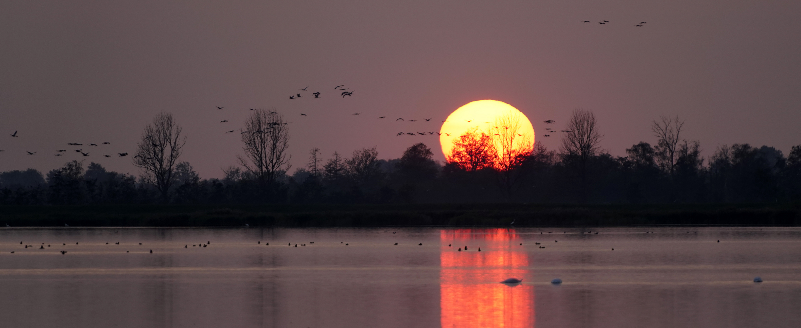 Kranicheanflug abends am Pramort auf dem Darß