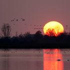 Kranicheanflug abends am Pramort auf dem Darß