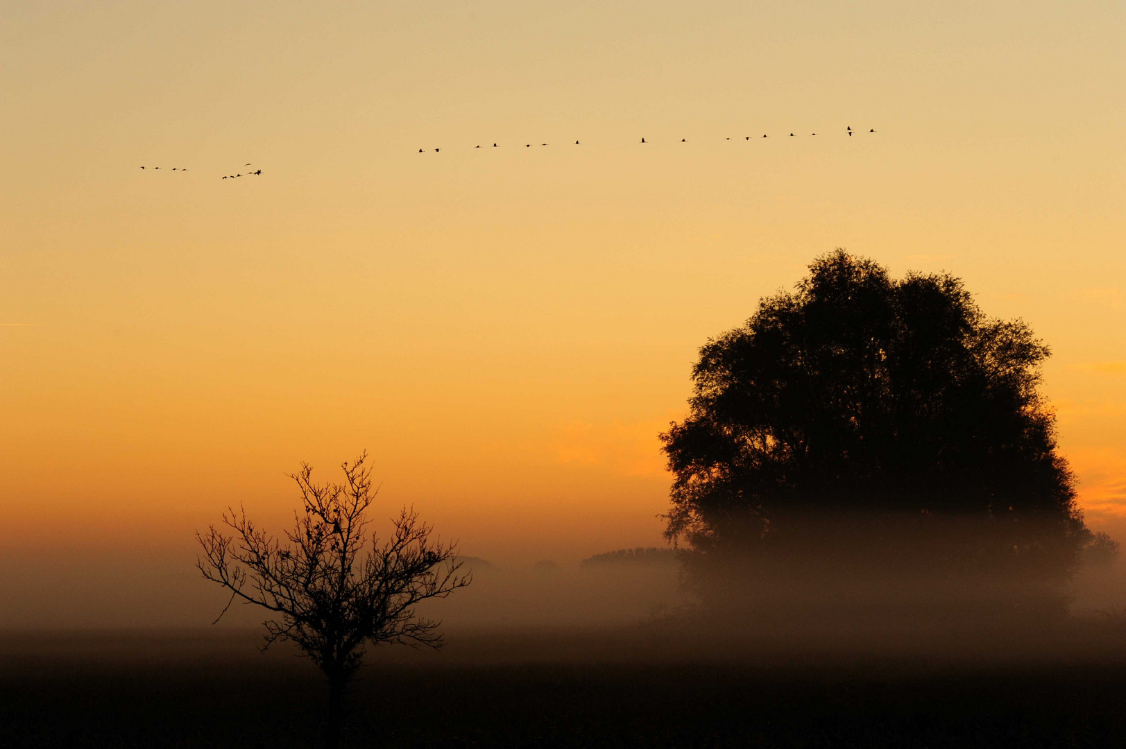 Kranicheim Sonnenaufgang