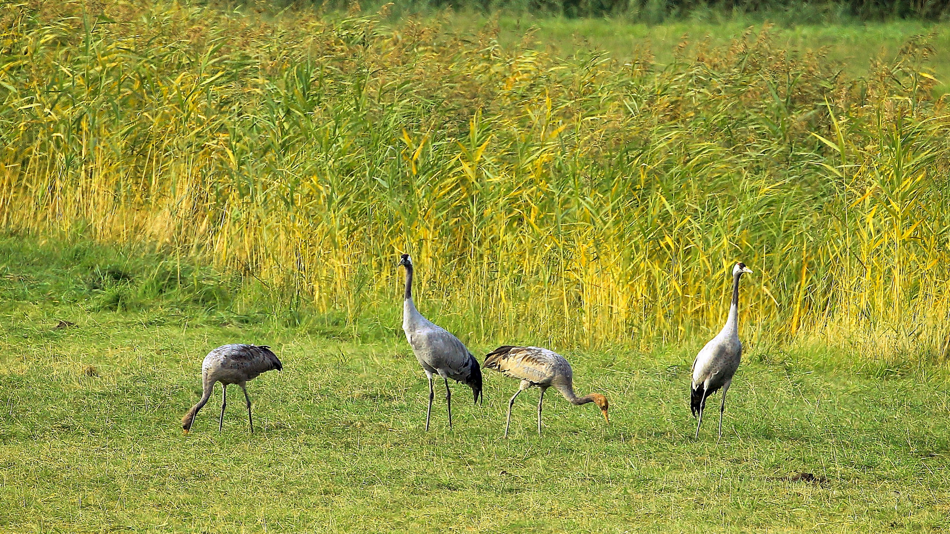 Kranichfamilie