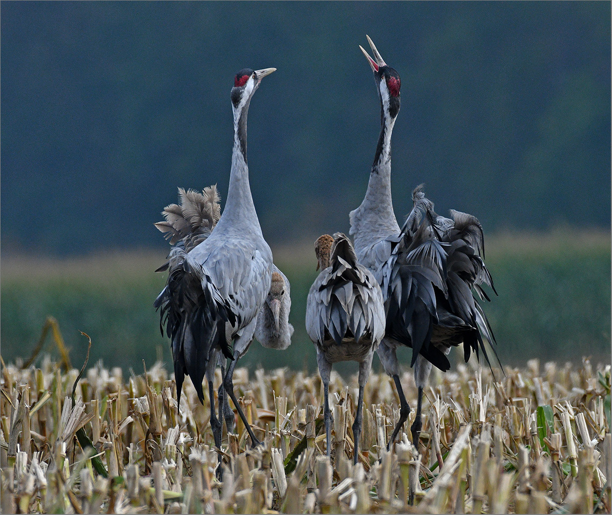 Kranichfamilie   . . .