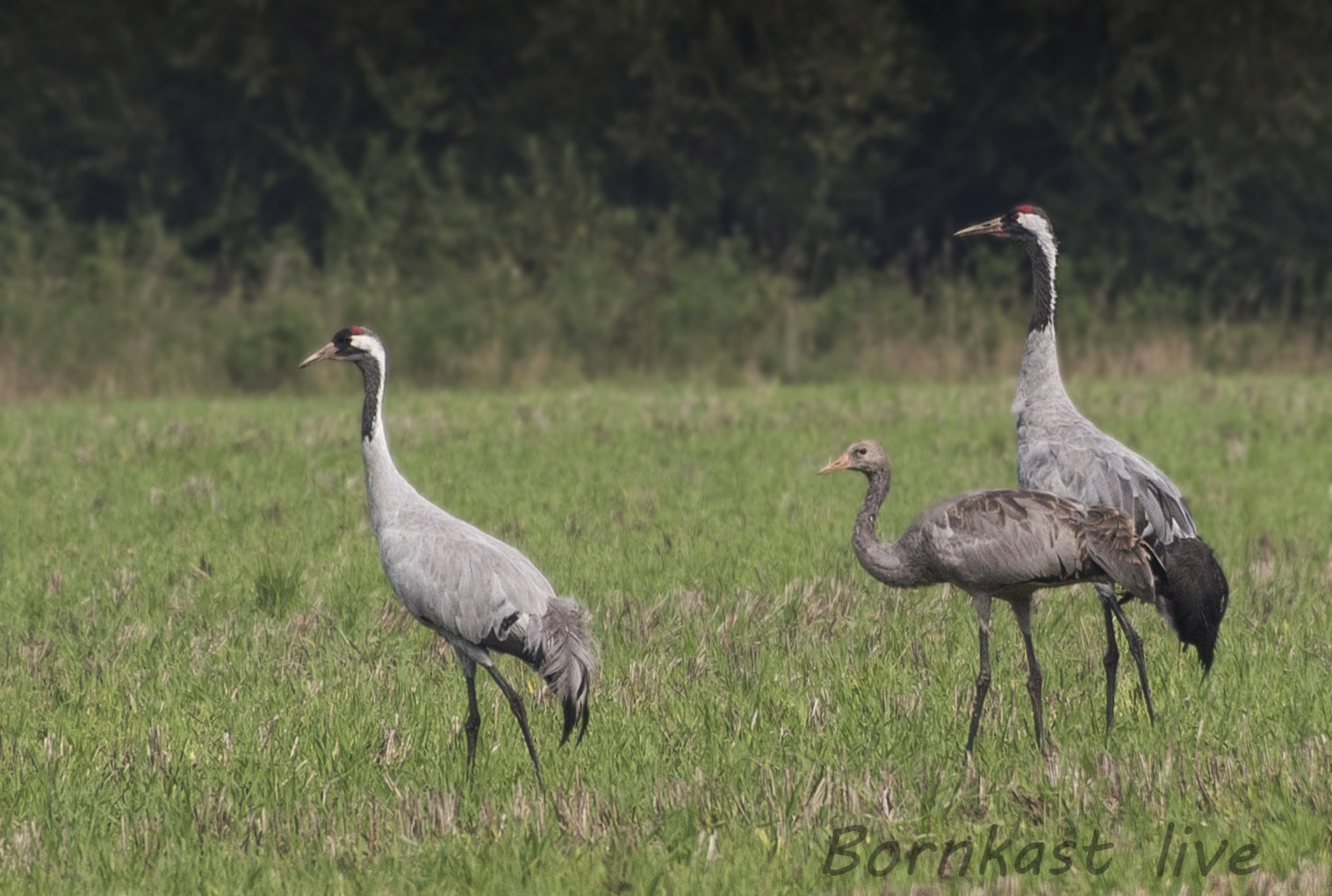 Kranichfamilie