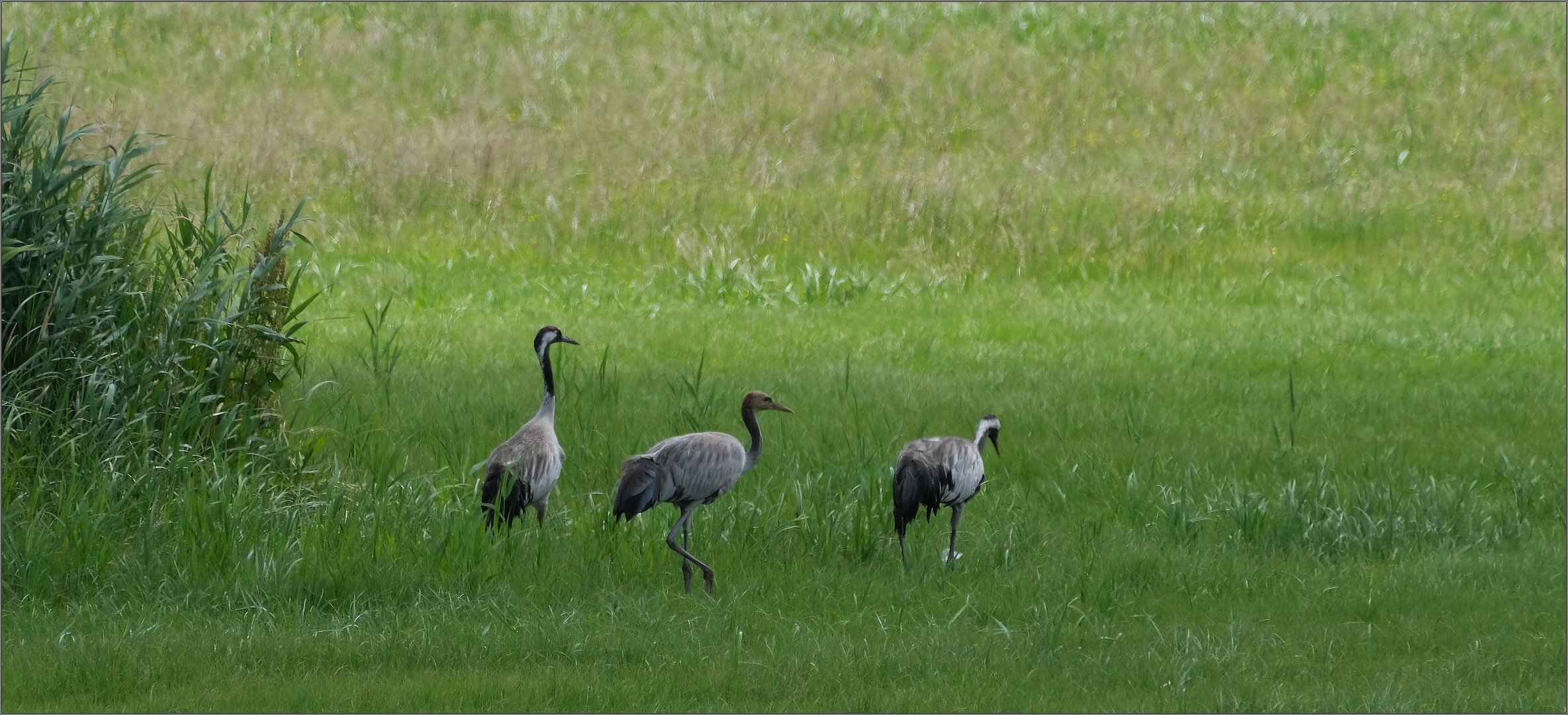 Kranichfamilie   II