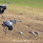 Kranichfamilie im Landeanflug