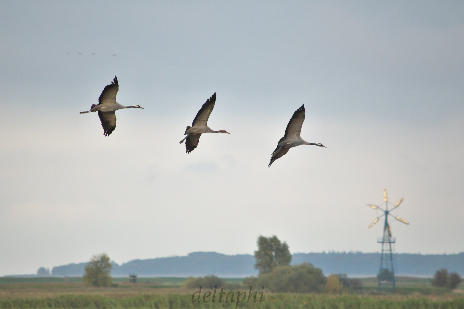 Kranichfamilie im Landeanflug