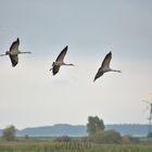 Kranichfamilie im Landeanflug