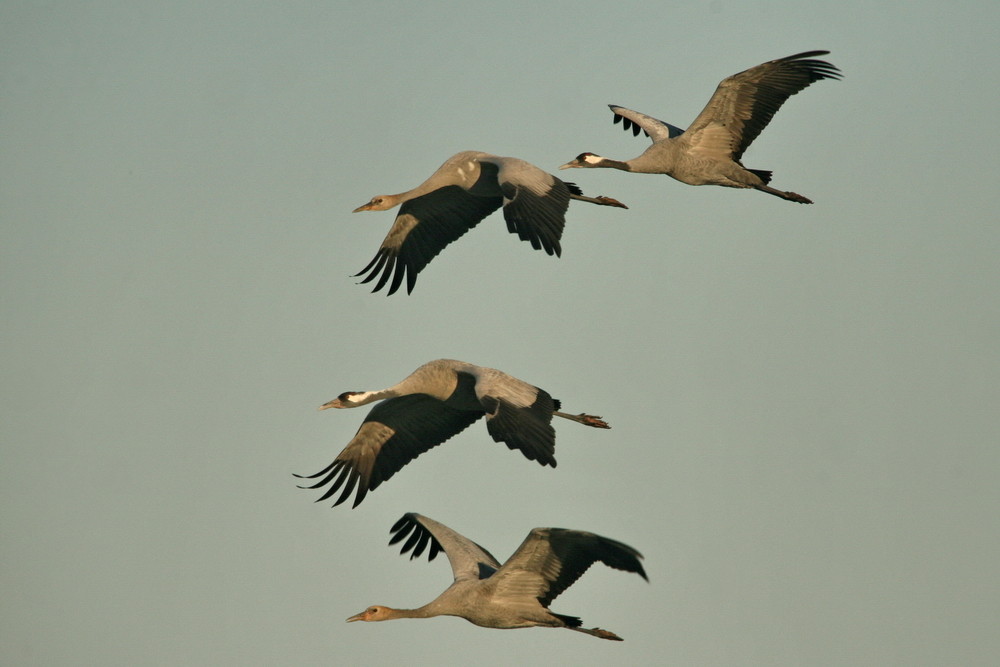 Kranichfamilie im Vorbeiflug