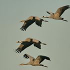 Kranichfamilie im Vorbeiflug