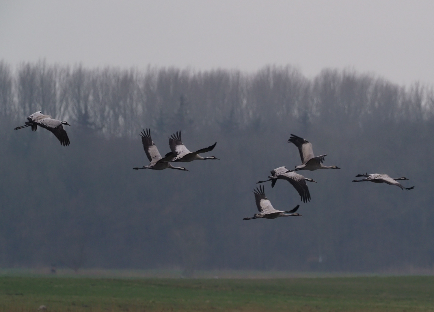 Kranichflug