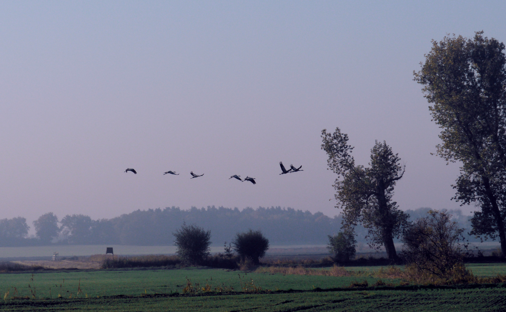 Kranichflug