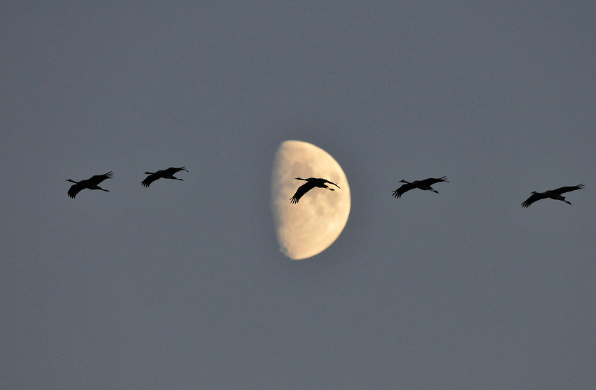 Kranichflug – am Mond vorbei