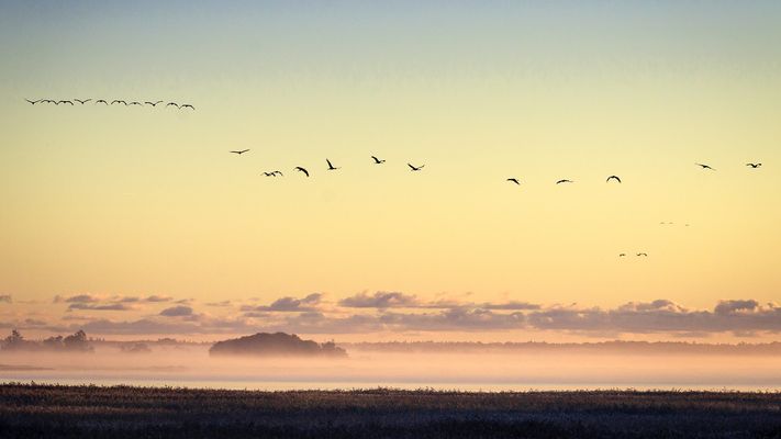 Kranichflug am Morgen ...