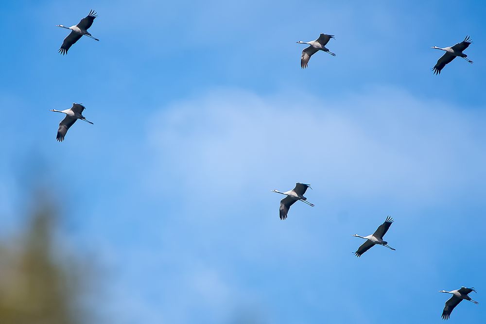 Kranichflug gen Süden