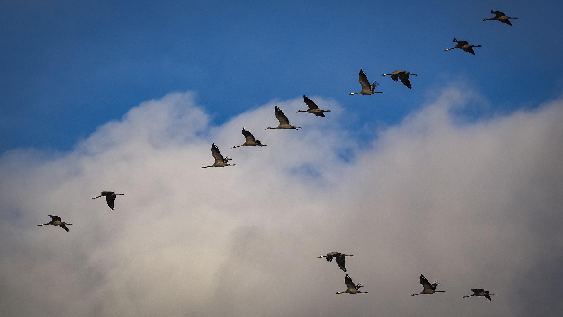 Kranichflug Linum / Brandenburg 