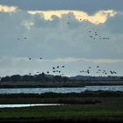 Kranichflug über den Bodden...