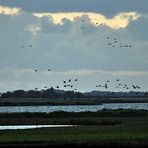 Kranichflug über den Bodden...