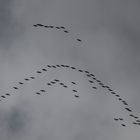 Kranichformation über dem Untertaunus