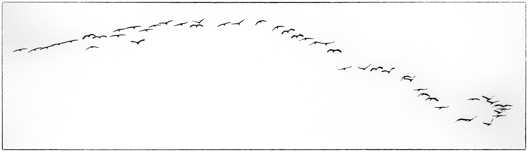 Kranichformation um 12:48 Uhr