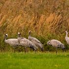 Kranichgruppe auf einer Wiese