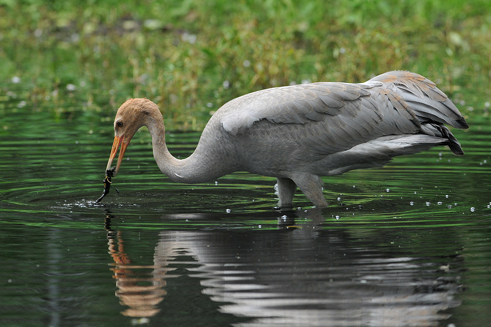 Kranichkind – Futterfinden