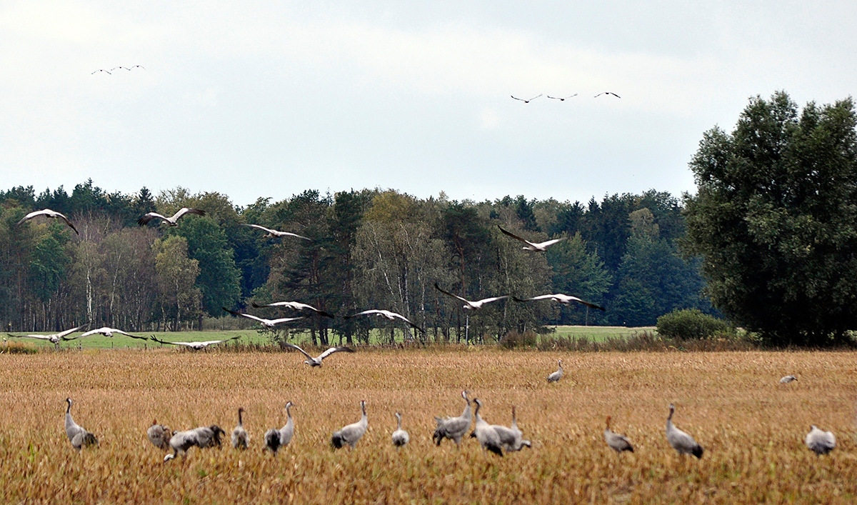 ...Kranichlandschaft in Zingst...