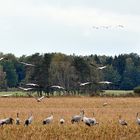 ...Kranichlandschaft in Zingst...