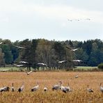 ...Kranichlandschaft in Zingst...