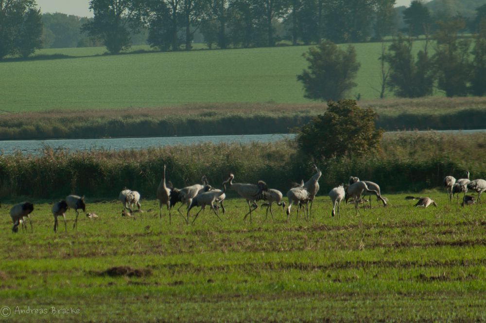 Kranichmorgen