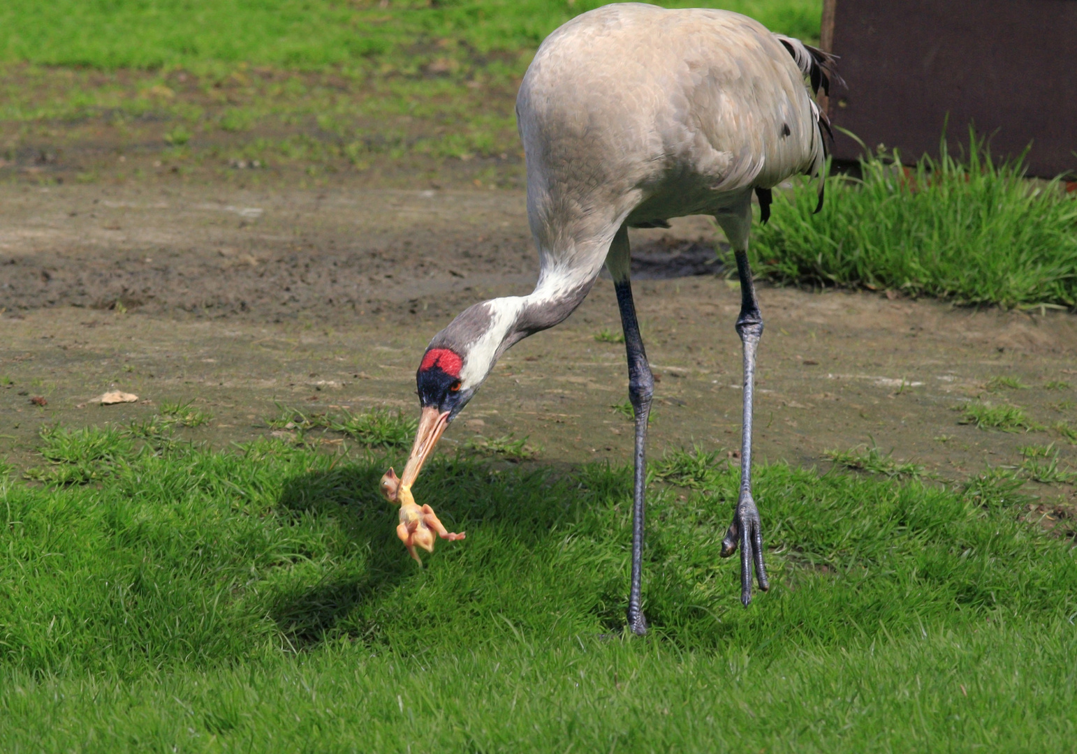 Kranichmutter mit Küken