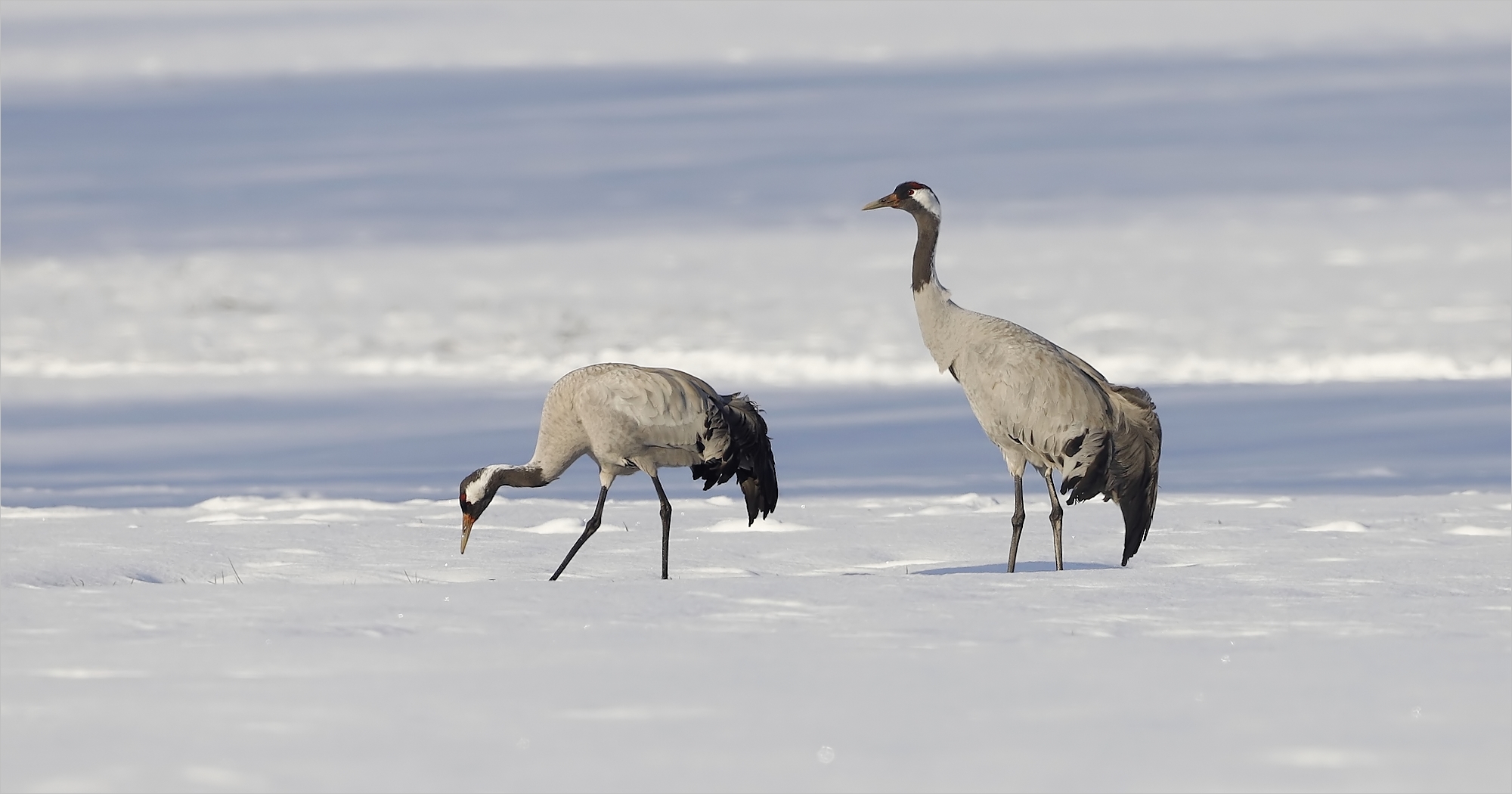 Kranichpaar im Schnee