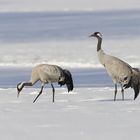 Kranichpaar im Schnee