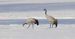 Kranichpaar im Schnee