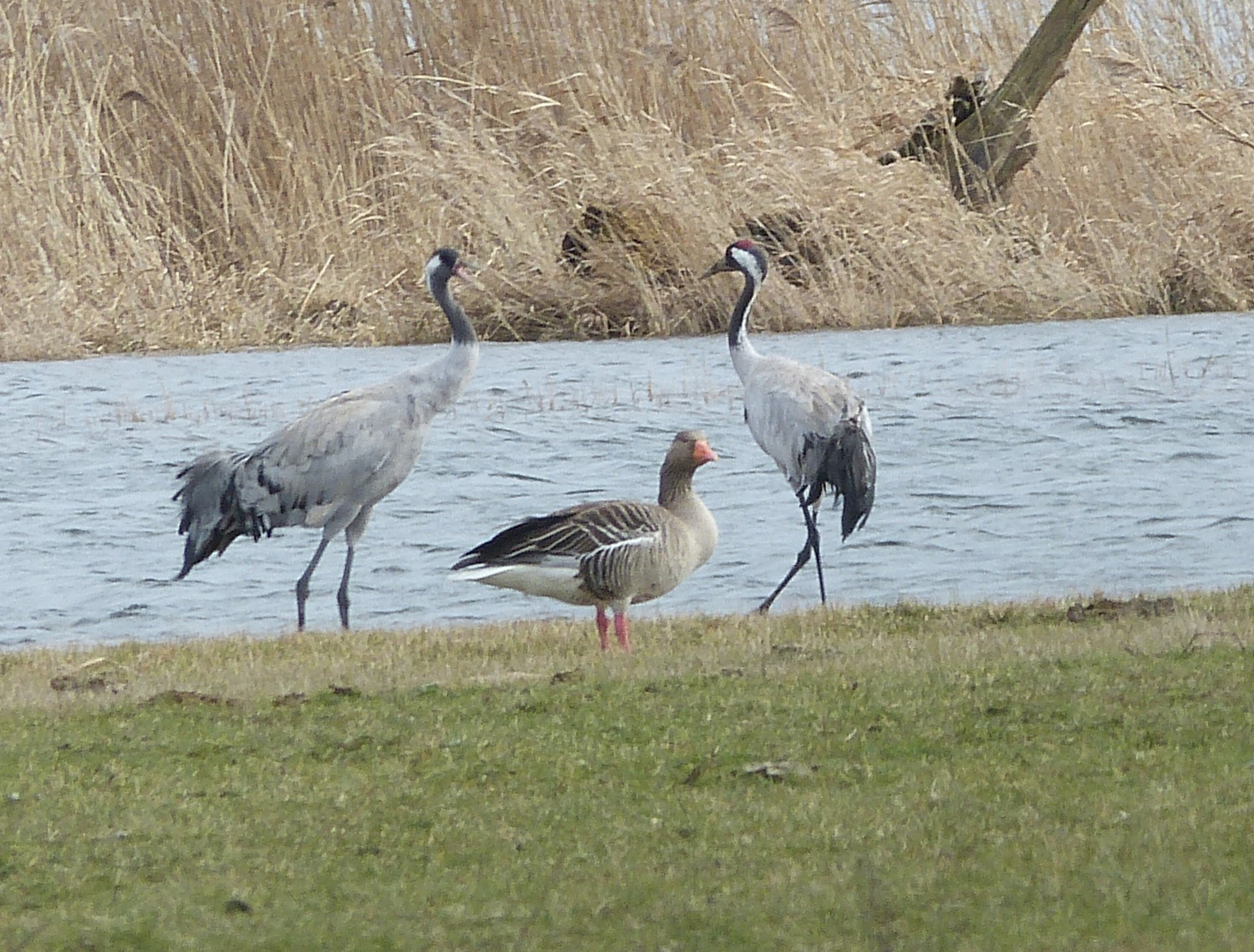 Kranichpaar und Gans 