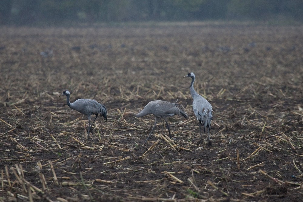 Kranichpärchen mit Jungvogel