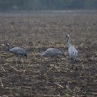 Kranichpärchen mit Jungvogel